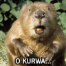 KurwaBober